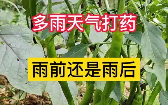 打药时间与植物环境的关系（植物打药间隔）-第5张图片-多多自然网