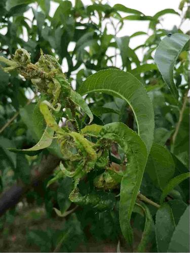 刺吸式害虫与植物枯萎的关系（刺吸式害虫与植物枯萎的关系图）-第2张图片-多多自然网