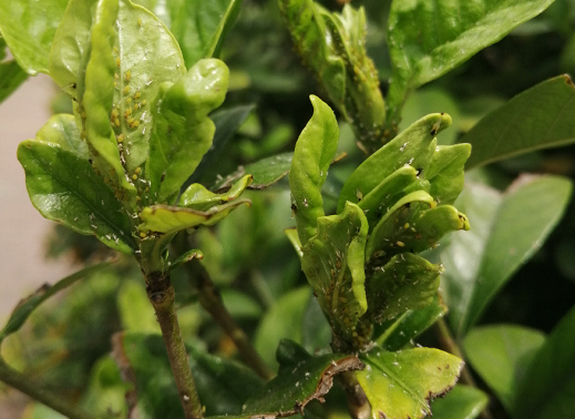 刺吸式害虫与植物枯萎的关系（刺吸式害虫与植物枯萎的关系图）-第4张图片-多多自然网