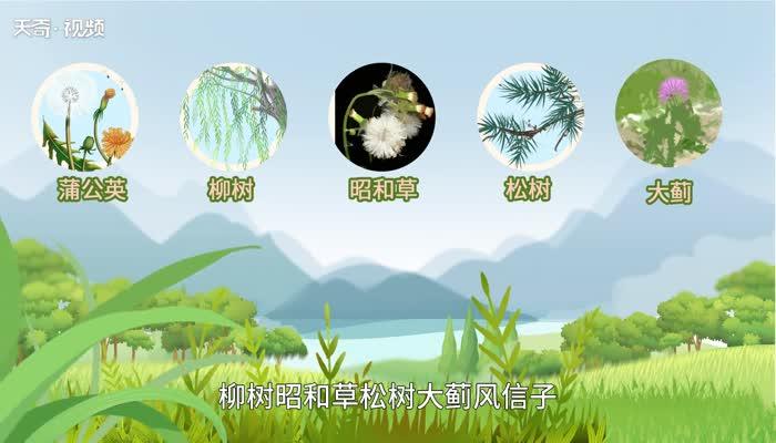 传播知识种子的植物象征（传播种子的意义是什么）-第4张图片-多多自然网