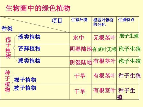 孢子植物小知识（孢子植物介绍）-第1张图片-多多自然网