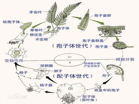 孢子植物小知识（孢子植物介绍）-第4张图片-多多自然网