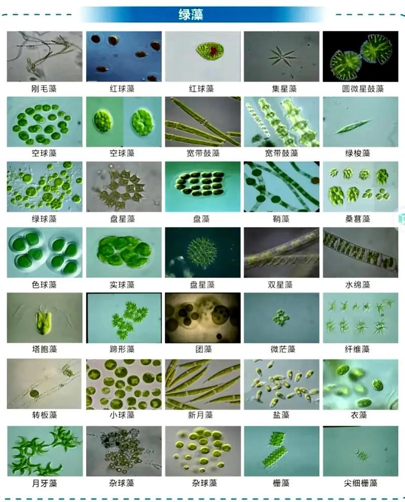 孢子植物小知识（孢子植物介绍）-第6张图片-多多自然网