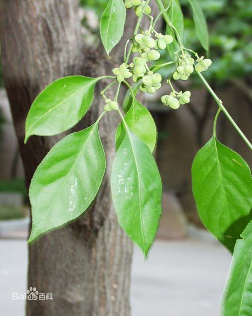 草药植物知识百科大全树木（草药植物大全和图片大全集）-第4张图片-多多自然网