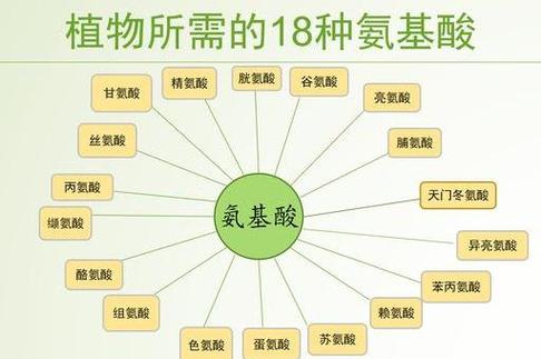 氨基酸与植物的关系（植物氨基酸和人体氨基酸有什么区别）-第1张图片-多多自然网