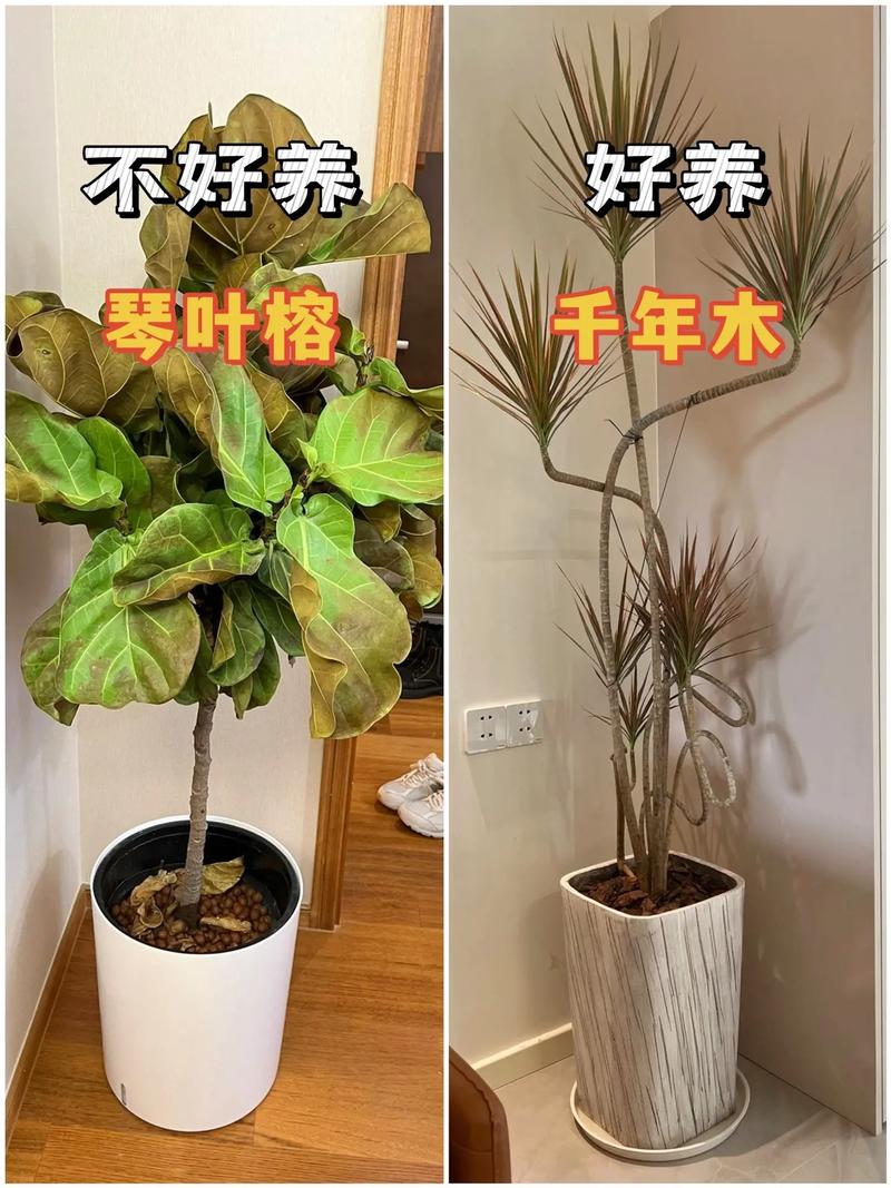 家庭植物养护小知识（家养植物怎么护理）-第1张图片-多多自然网