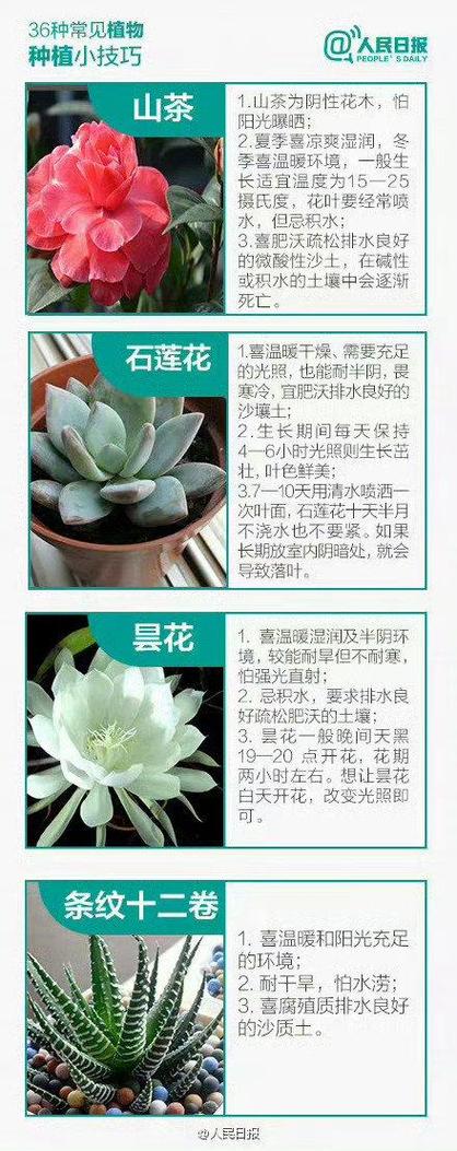 家庭植物养护小知识（家养植物怎么护理）-第4张图片-多多自然网