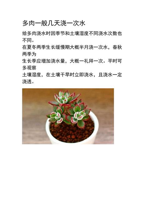 多肉植物夏季养护知识（多肉植物夏季怎么养护?）-第4张图片-多多自然网