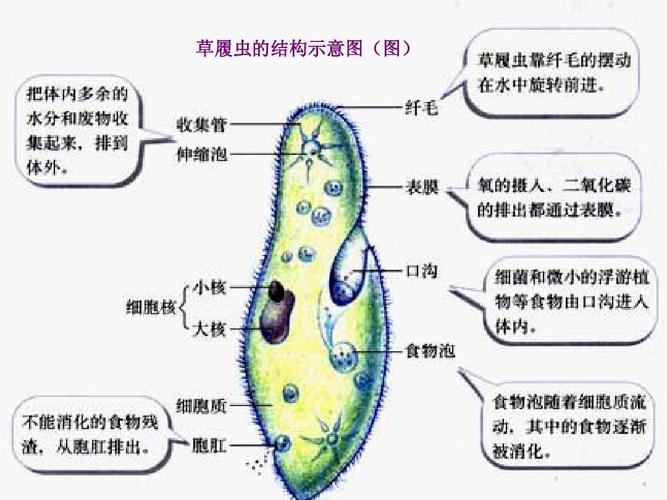 草履虫与植物的关系（草履虫与植物的关系是什么）-第2张图片-多多自然网