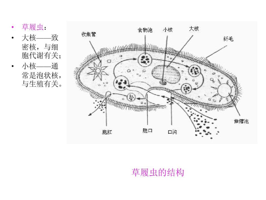 草履虫与植物的关系（草履虫与植物的关系是什么）-第3张图片-多多自然网