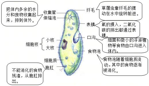 草履虫与植物的关系（草履虫与植物的关系是什么）-第4张图片-多多自然网