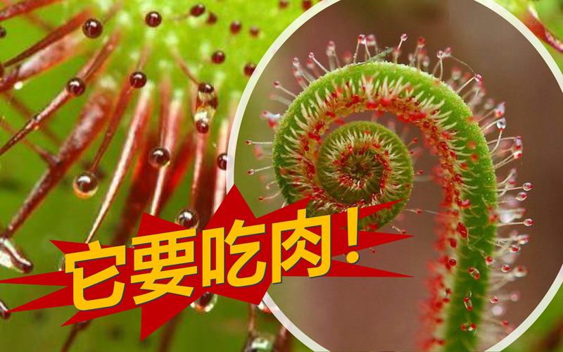 捕蝇草植物冷知识（捕蝇草的详细介绍）-第2张图片-多多自然网