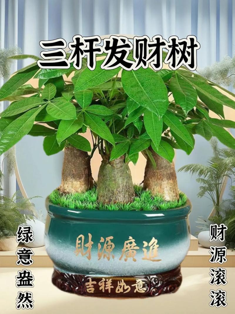 冬季粗杆绿植怎么养护好（冬季粗杆绿植怎么养护好呢）-第6张图片-多多自然网