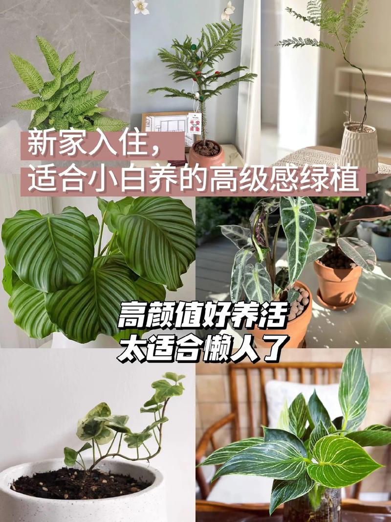 东北家养绿植怎么养护好（东北家养绿植怎么养护好看）-第4张图片-多多自然网