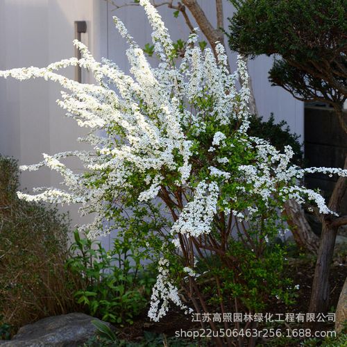 白雪植物小知识（植物白雪公主的寓意）-第2张图片-多多自然网