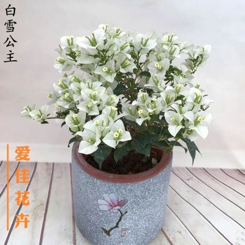 白雪植物小知识（植物白雪公主的寓意）-第6张图片-多多自然网