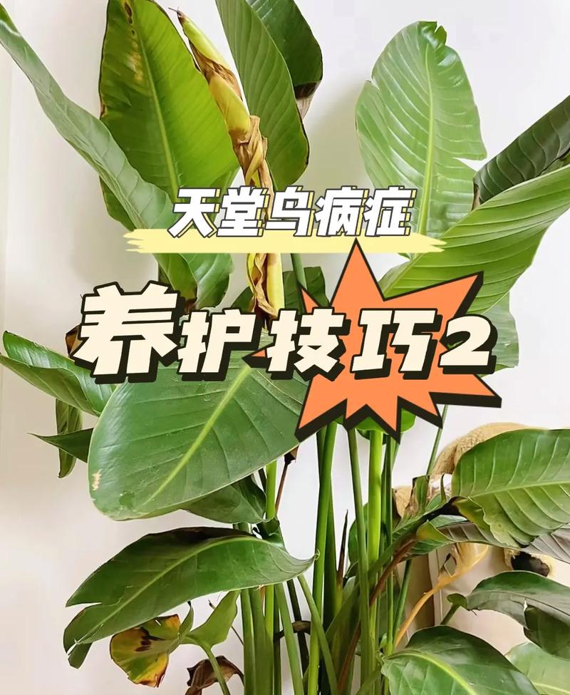 东北天堂鸟绿植怎么养护（天堂鸟冬季养殖）-第6张图片-多多自然网