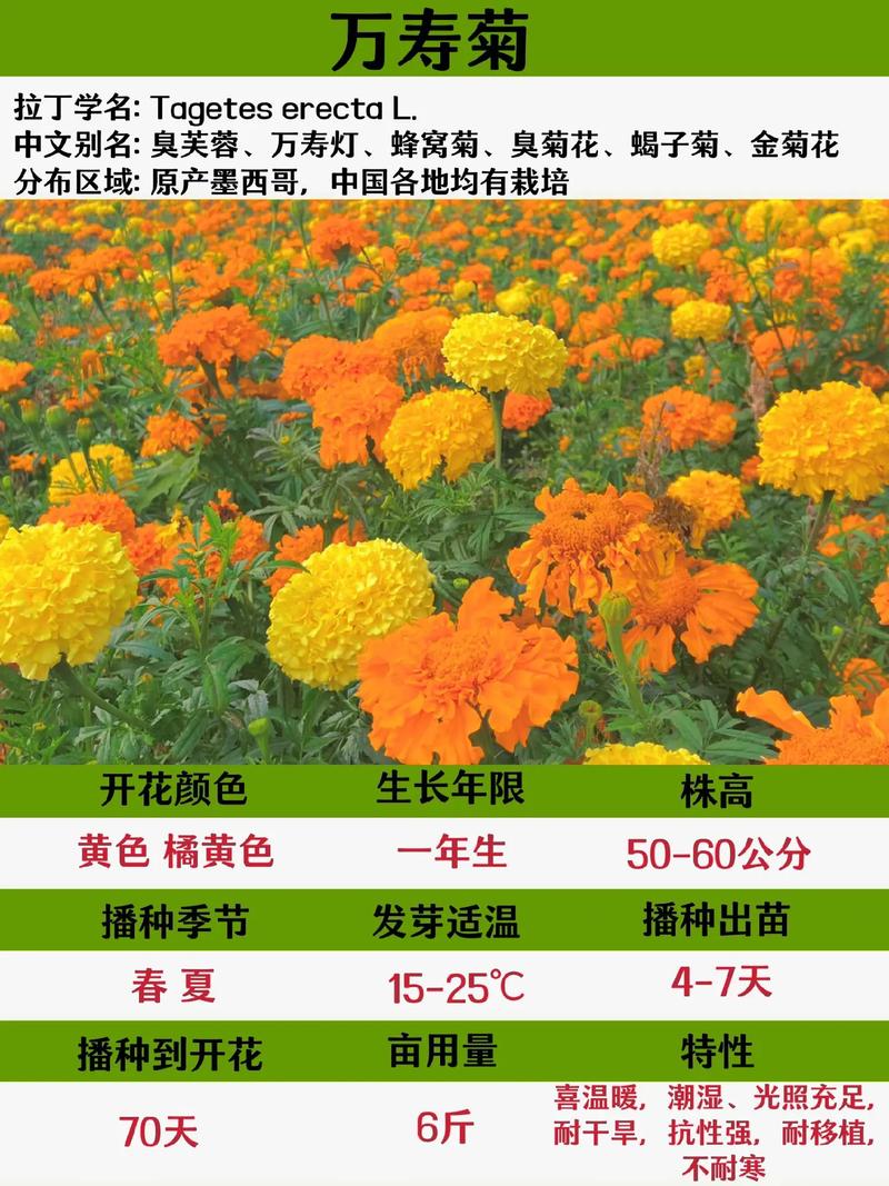 春季菊科植物养护知识（四季菊花春季养护视频）-第1张图片-多多自然网