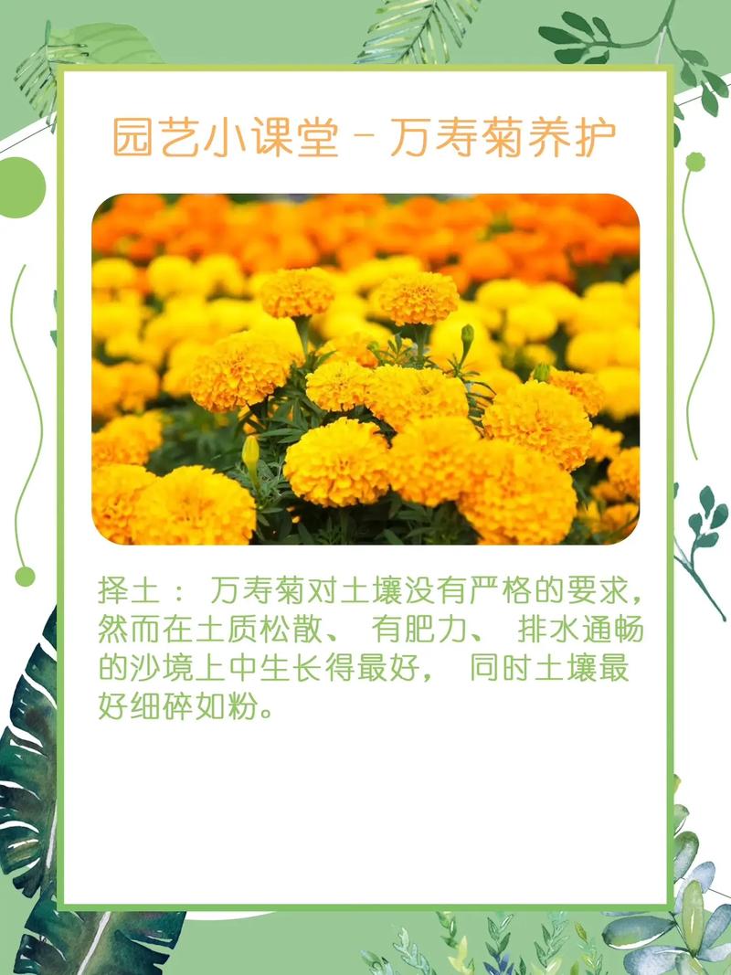 春季菊科植物养护知识（四季菊花春季养护视频）-第3张图片-多多自然网