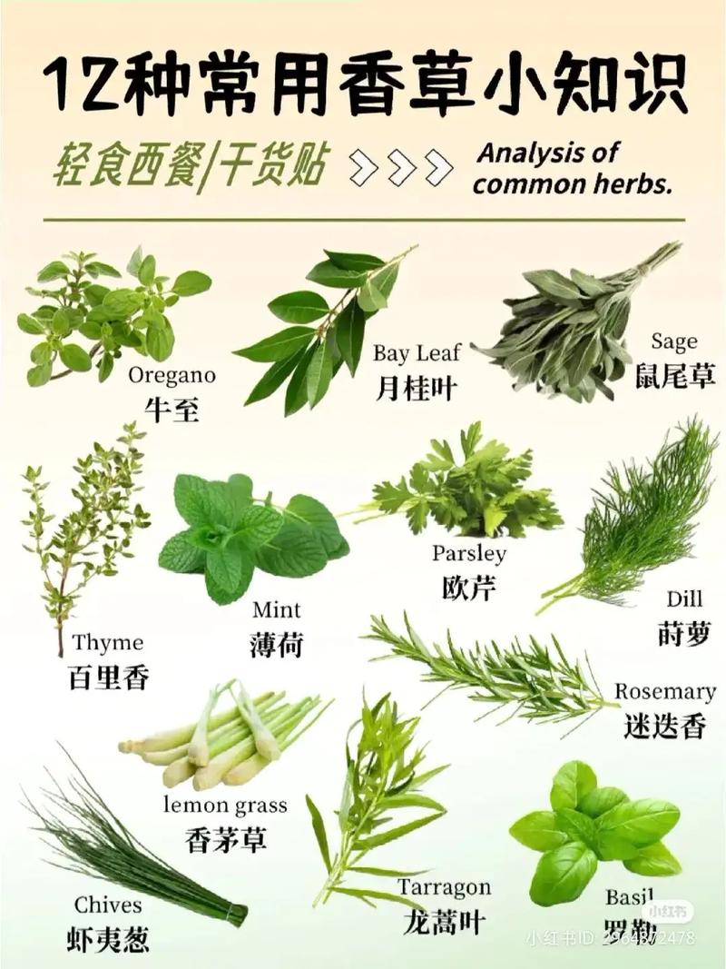 常见药草植物知识百科大全（常见药草有哪些）-第7张图片-多多自然网