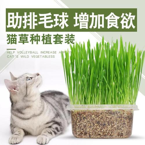 薄荷植物与猫咪的关系（猫薄荷和猫的关系）-第1张图片-多多自然网