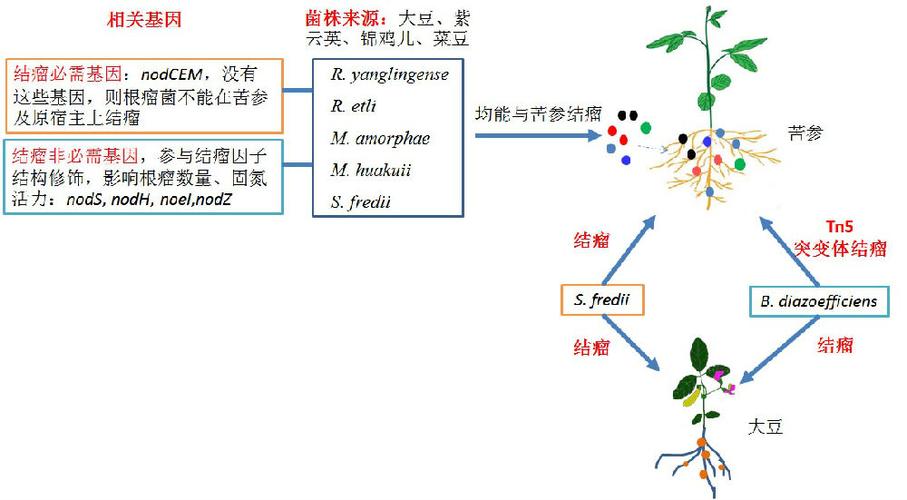 大豆植物与根瘤菌的关系（大豆植物与根瘤菌的关系是什么）-第3张图片-多多自然网