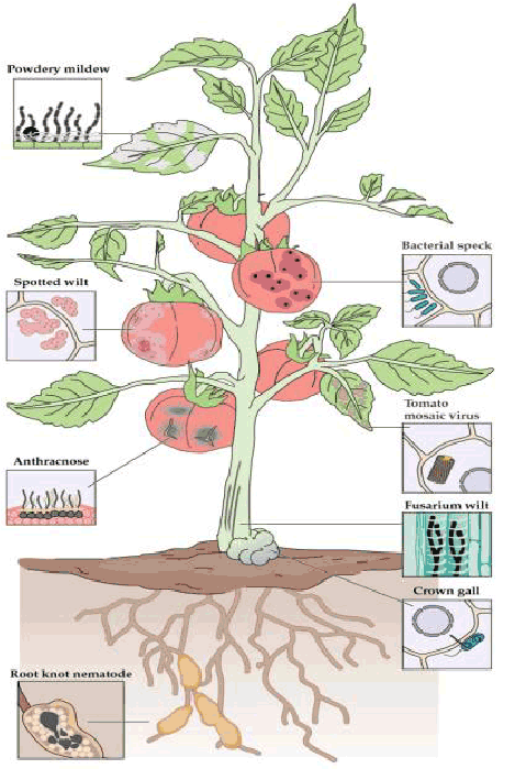 捕食性螨与植物的关系（捕食螨是昆虫吗）-第5张图片-多多自然网