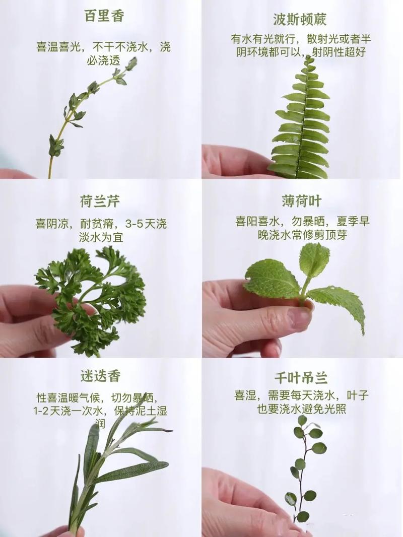 合肥植物养护知识（合肥植物园官方网站）-第8张图片-多多自然网