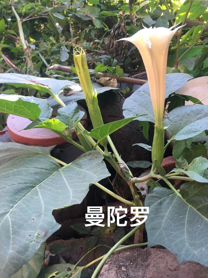 常见有毒植物知识（常见有毒植物知识点）-第6张图片-多多自然网