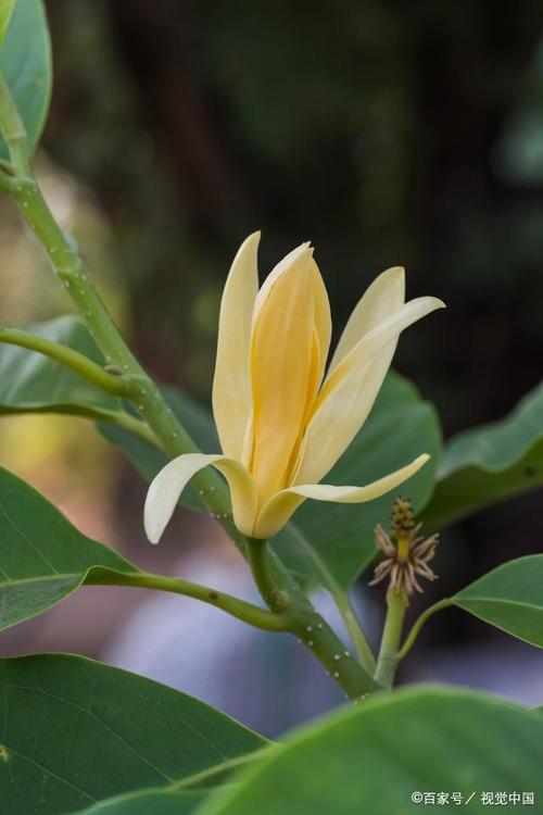 白兰花植物养护知识（白兰花的种植和管理）-第1张图片-多多自然网