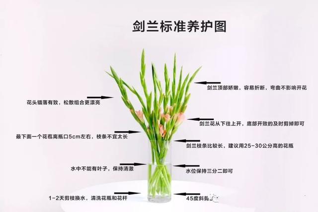 白兰花植物养护知识（白兰花的种植和管理）-第3张图片-多多自然网