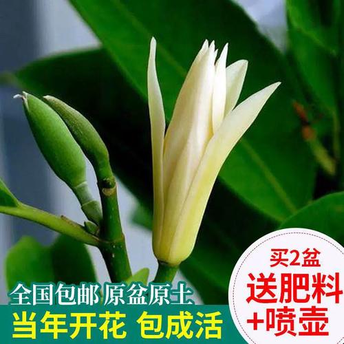 白兰花植物养护知识（白兰花的种植和管理）-第5张图片-多多自然网