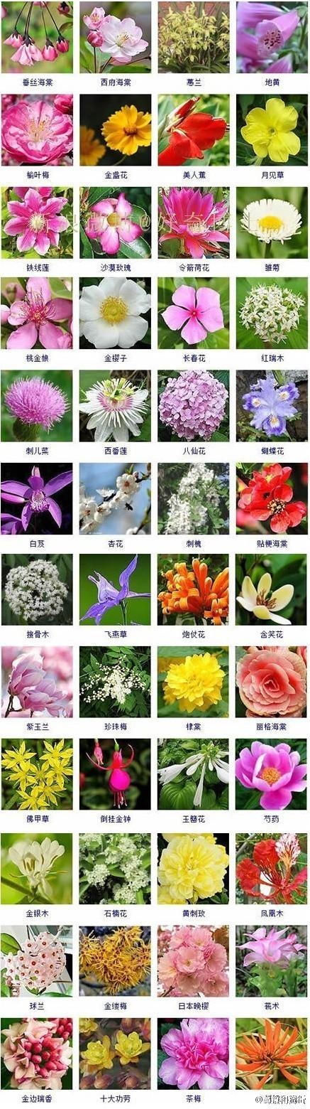 冬瓜观音绿植怎么养护和管理（冬瓜花的功效与作用及食用方法）-第1张图片-多多自然网