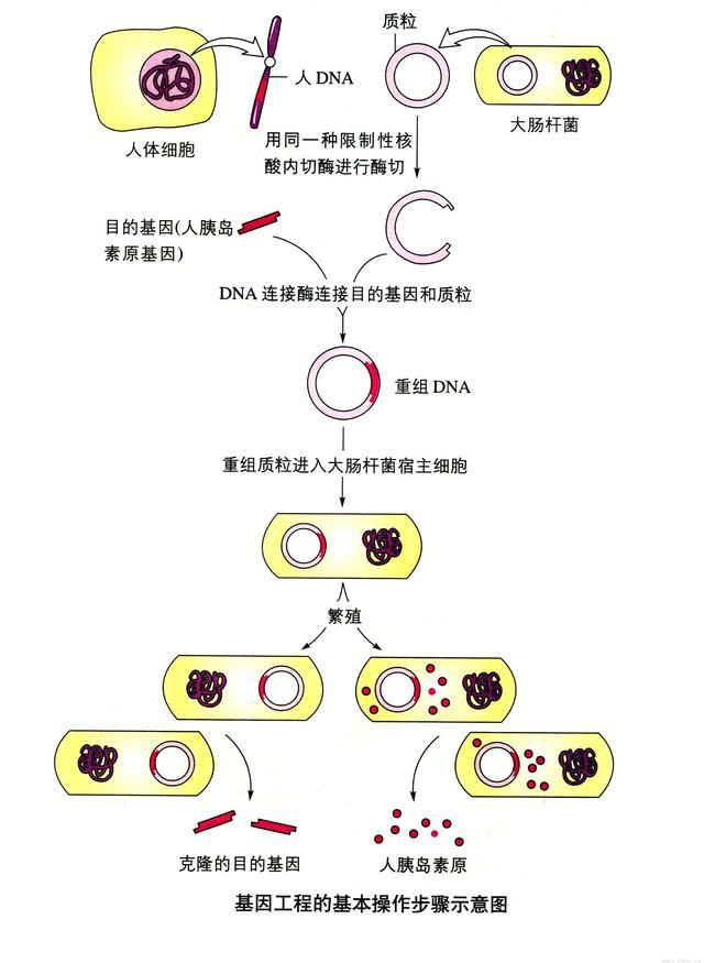 大肠杆菌与植物的关系（大肠杆菌与人体的种间关系）-第2张图片-多多自然网