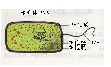 大肠杆菌与植物的关系（大肠杆菌与人体的种间关系）-第4张图片-多多自然网