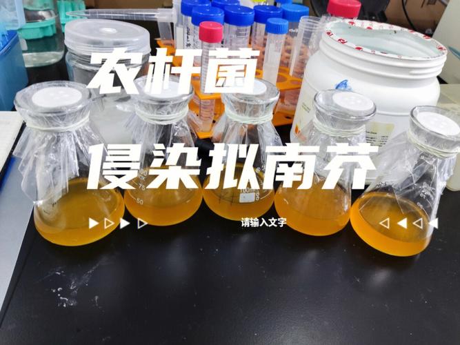 大肠杆菌与植物的关系（大肠杆菌与人体的种间关系）-第5张图片-多多自然网