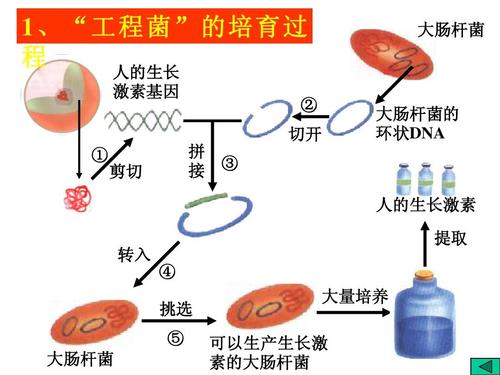 大肠杆菌与植物的关系（大肠杆菌与人体的种间关系）-第6张图片-多多自然网