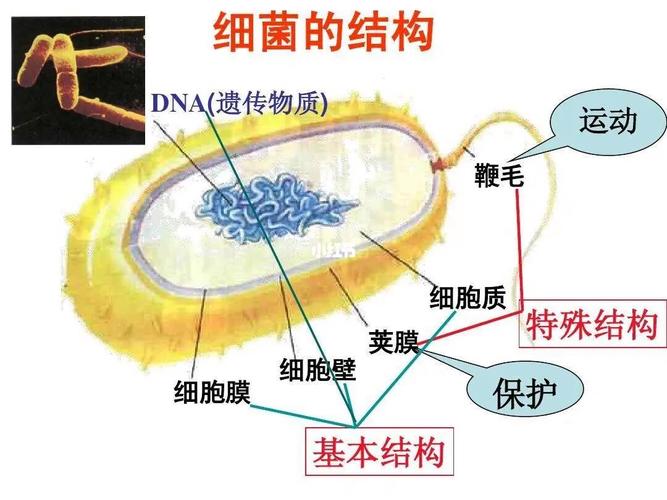 大肠杆菌与植物的关系（大肠杆菌与人体的种间关系）-第7张图片-多多自然网