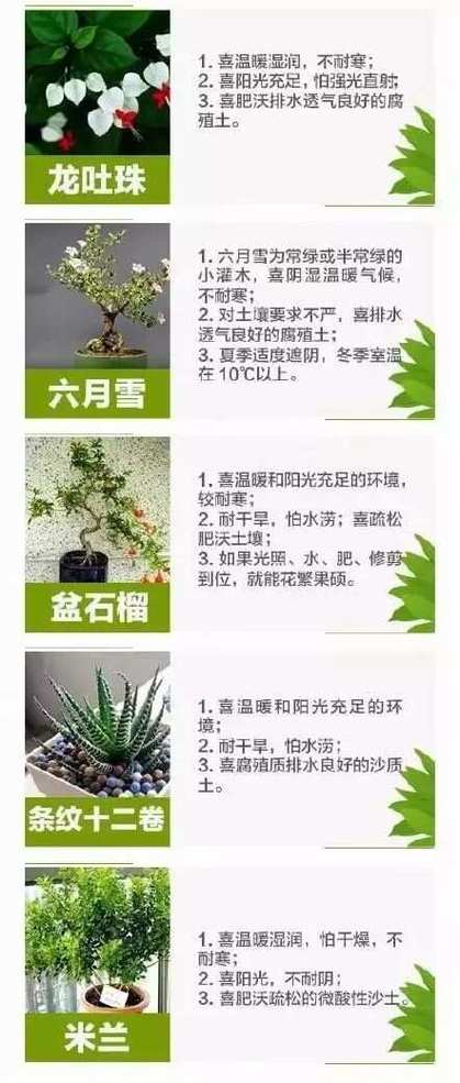 观赏植物养护知识（观赏植物养护知识点总结）-第1张图片-多多自然网