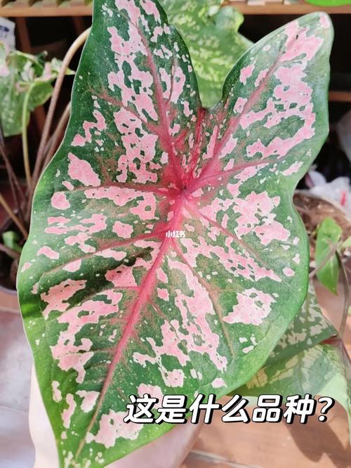 彩芋植物养护知识大全（彩芋的养殖方法和注意事项）-第4张图片-多多自然网