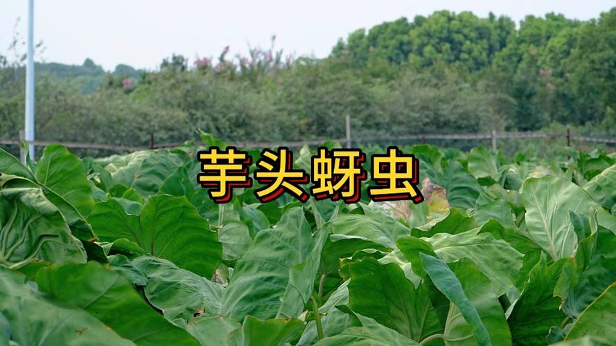 彩芋植物养护知识大全（彩芋的养殖方法和注意事项）-第6张图片-多多自然网