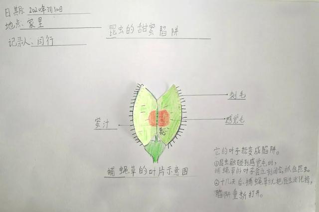 捕捉昆虫植物的知识有哪些（捕捉昆虫植物的知识有哪些方法）-第1张图片-多多自然网