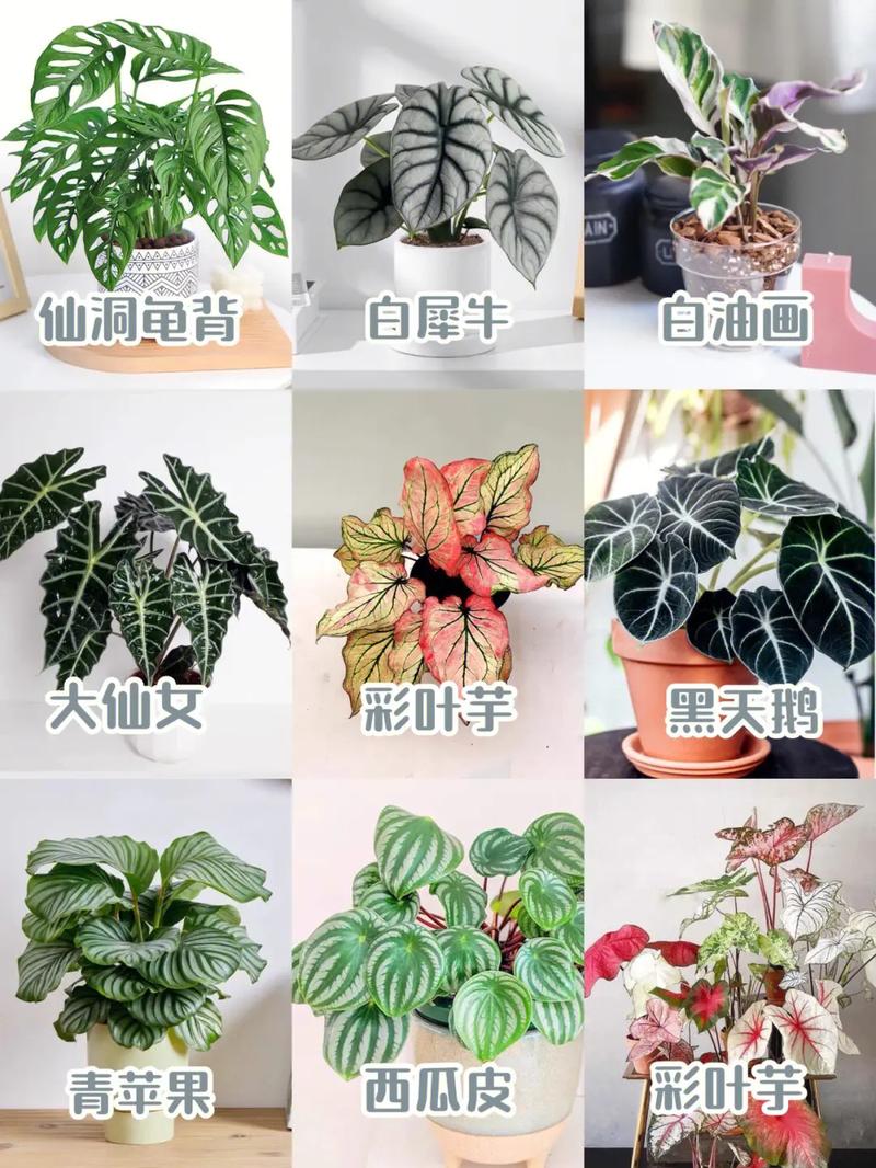 观叶爬藤植物养护知识（观叶爬藤植物养护知识大全）-第3张图片-多多自然网