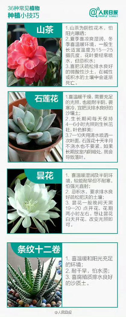 观叶爬藤植物养护知识（观叶爬藤植物养护知识大全）-第4张图片-多多自然网