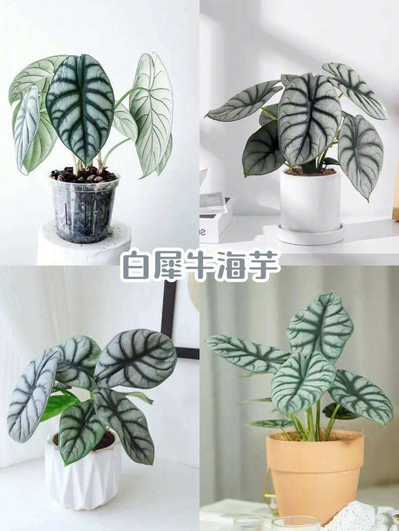 观叶爬藤植物养护知识（观叶爬藤植物养护知识大全）-第5张图片-多多自然网