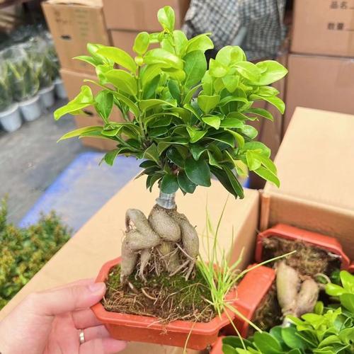 观叶爬藤植物养护知识（观叶爬藤植物养护知识大全）-第8张图片-多多自然网