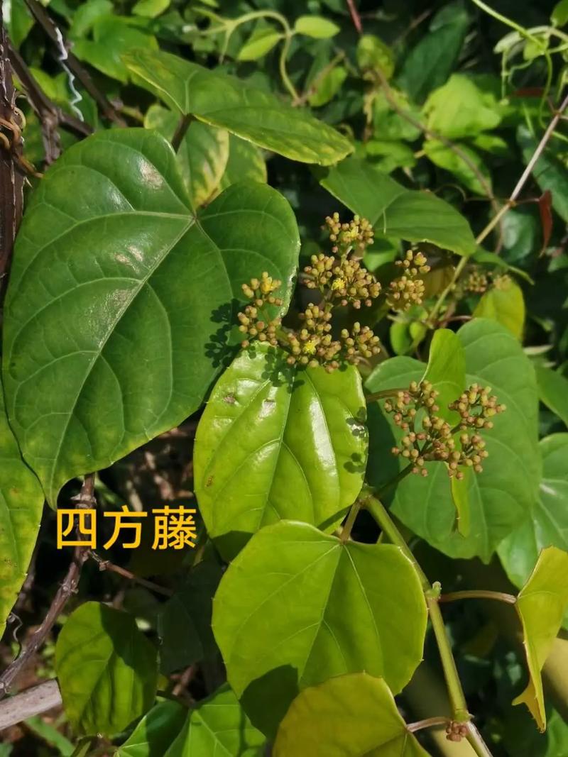 草本植物与中药的关系（草本和中药有什么区别）-第1张图片-多多自然网