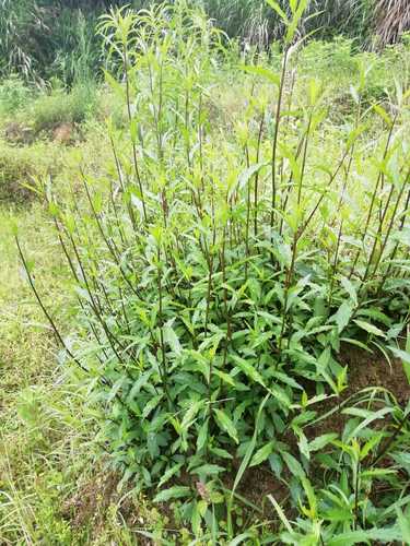 草本植物与中药的关系（草本和中药有什么区别）-第5张图片-多多自然网