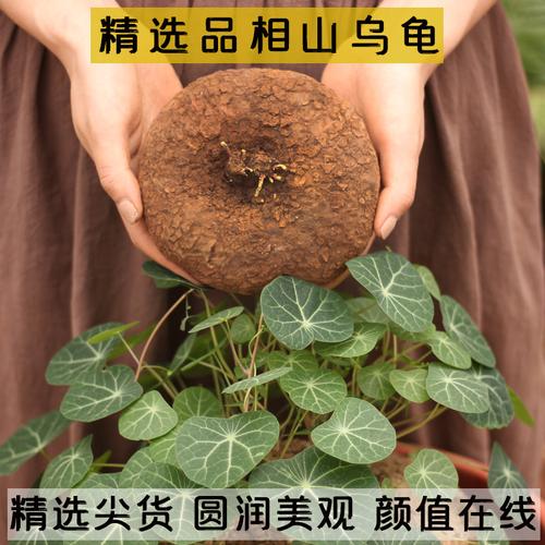 红藤山乌龟植物养护知识（红藤山乌龟怎样种植）-第2张图片-多多自然网