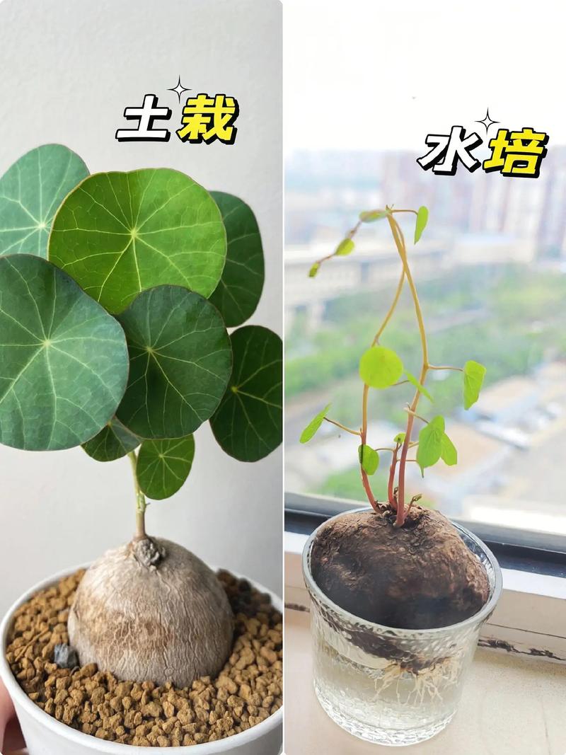 红藤山乌龟植物养护知识（红藤山乌龟怎样种植）-第4张图片-多多自然网